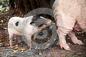 Pig and Piglet for food