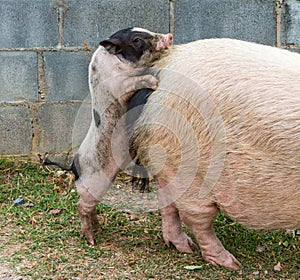 Pig and Piglet for food