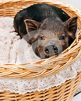 Pig piglet little black basket white background wicker cute Vietnamese breed new year happy