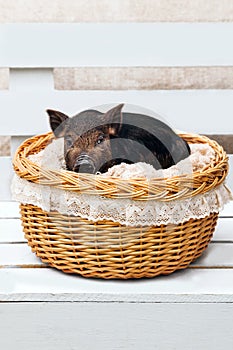 Pig piglet little black basket white background wicker cute Vietnamese breed new year happy