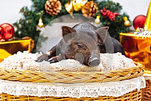 Pig piglet little black basket wicker cute Vietnamese breed new year happy Christmas tree decorations garland gift marble