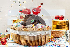 Pig piglet little black basket wicker cute Vietnamese breed new year happy Christmas tree decorations garland gift marble