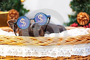 Pig piglet little black basket wicker cute Vietnamese breed new year happy Christmas tree decorations garland gift marble glasses