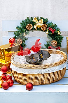 Pig piglet little black basket wicker cute Vietnamese breed new year happy Christmas tree horns deer decorations garland gift marb