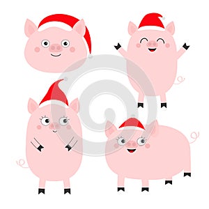 Pig piglet set. Cute cartoon funny baby character. Hog swine sow animal. Santa hat. Chinise symbol of 2019 new year. Zodiac sign.