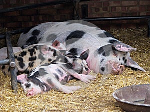 Pig and piglets