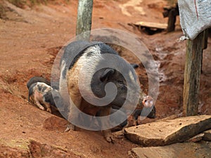 Pig With Piglets