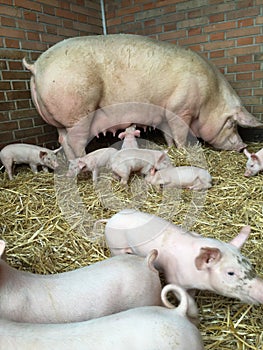 Pig with piglets