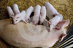 Pig and Piglets 846761