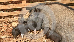 Pig and piglets in the barn