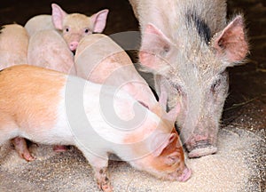 Pig and piglets eating swill