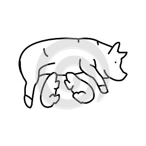 pig piglets farm line icon vector illustration