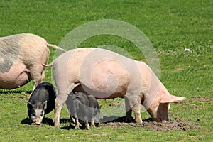Pig with piglets grazing in the meadow