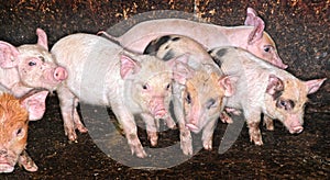 Pig Piglets in pen