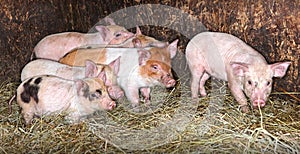 Pig Piglets in pen