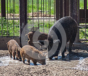 Pig with pigs