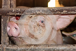 Pig in a pigsty