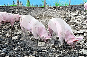 Pig at pigsty