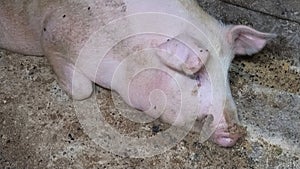 A pig in a pigsty. Agriculture. Pork production. A pink pig is resting on the floor of the barn. Flies sit on the body of a pig