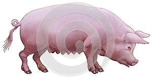 Pig pink. photo