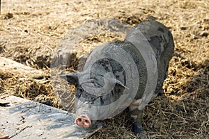 The Pig playing mud look like boar at farm