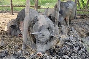 The Pig playing mud look like boar at farm