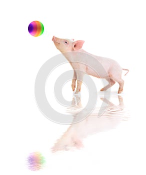 Pig plays a ball