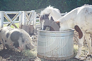 Pig and ponies at the farm