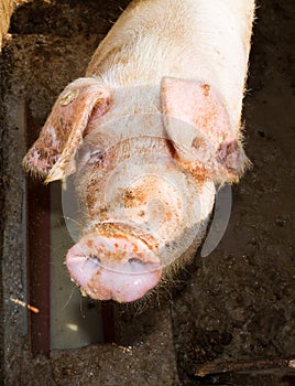 Pig portret