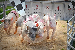 Pig Races