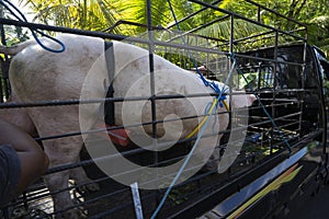 Pig. Red pig in an iron cage in a transport car, ready to be taken to the abattoir in Bali