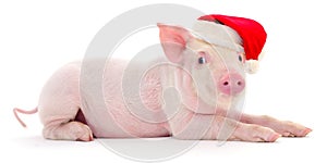 Pig in a red Santa Claus hat.