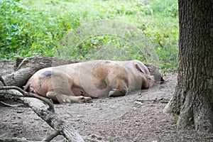 Pig Relaxing