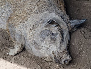 Pig resting in the mud