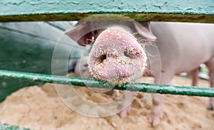 Pig resting in an outdoor pigsty in a pen