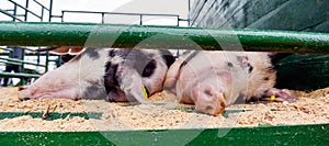 Pig resting in an outdoor pigsty in a pen