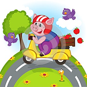 Pig riding a scooter