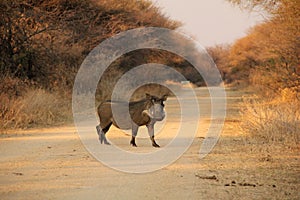 A pig on the road