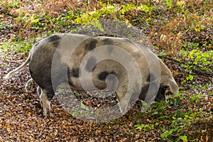 Pig Roaming in New Forest England