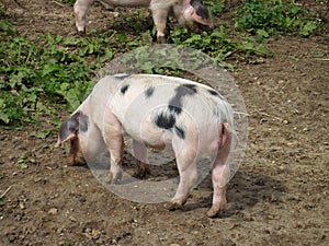Pig rooting in field