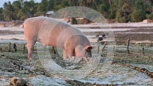 Pig rooting in sand on beach at low tide amongst seaweed farms