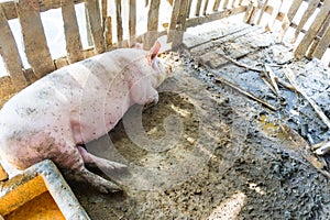 Pig in the rural farm