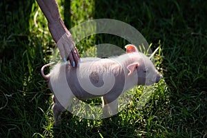 On the pig`s back... cute miniature pig.