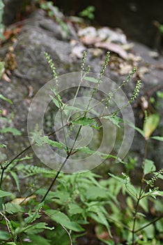 Pig`s knee Achyranthes bidentata var. japonica