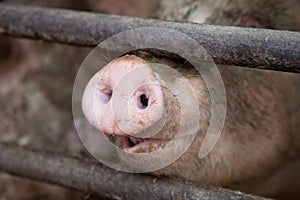 Pig's Snout Behind Bars photo