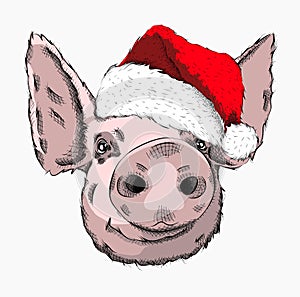 Pig in Santa Claus hat. New Year`s card. Vector illustration