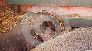 A pig is seen standing in the dirt near a door on a farm. Selective focus