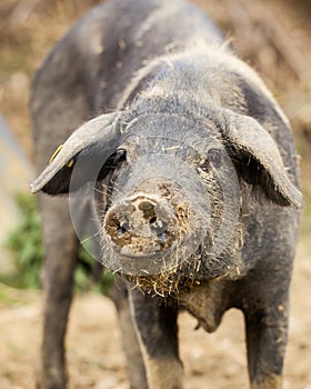 Pig showing proboscis Cinta Senese photo