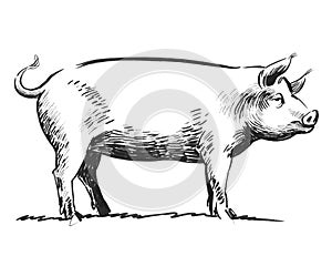 Pig sketch