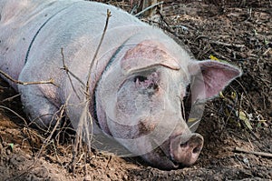 Pig sleeping